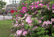 湘潭鲜花,鲜花盛宴绽放