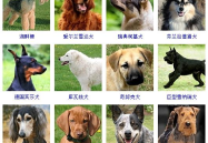 宠物狗种类大全,探寻百种犬类，寻找你的最佳伴侣