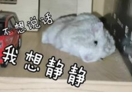 小鼠娱乐吃瓜,吃瓜群众的欢乐时光